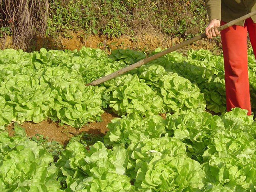 Conselho do Governo autoriza apoios a Casas do Povo e Associação de Agricultores  