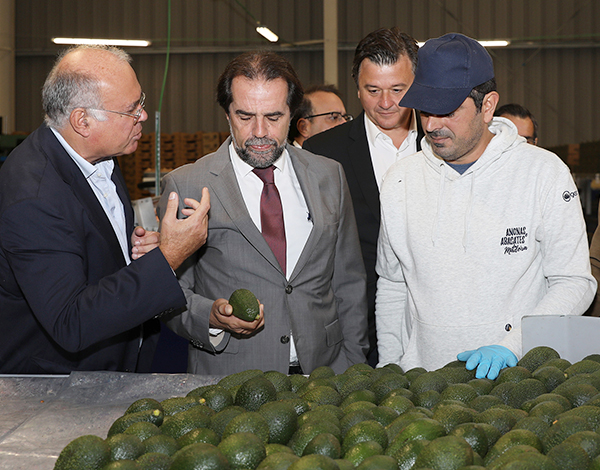 Madeira inicia exportação de abacate para o mercado nacional