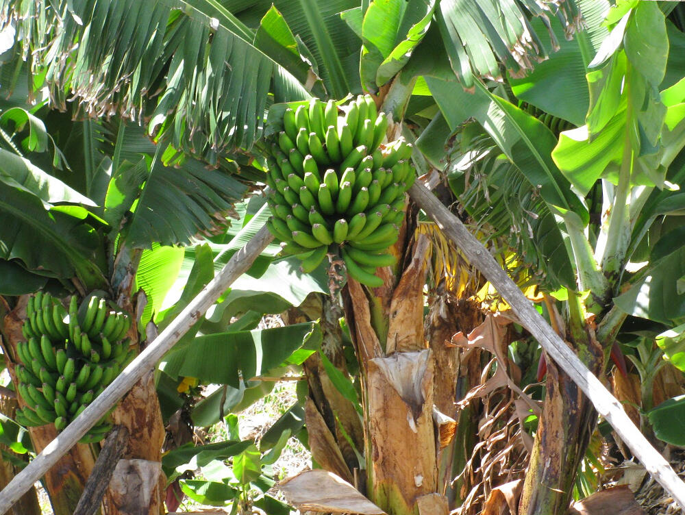 Governo louva decisão da UE na defesa da produção da banana europeia