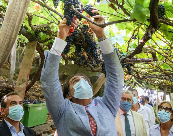 Governo Regional assegura escoamento total da uva 