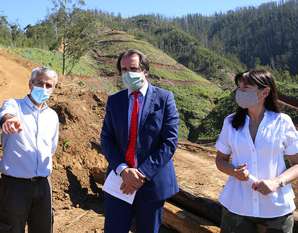 Governo Regional expande floresta Laurissilva