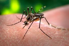 Atividade do Mosquito em 2016 foi menor que em 2012 ( ano do surto de dengue)