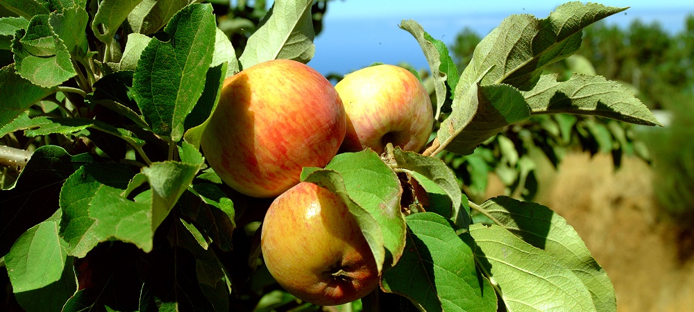 Madeira tem 28 variedades de fruteiras regionais registadas no Catálogo Nacional de Variedades