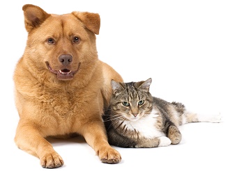 O que fazer quando o cão ou gato muda de proprietário?