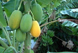 Extensão de autorização para utilização do produto fitofarmacêutico Flor de Ouro 98,5% (enxofre) nas culturas da bananeira e papaieira