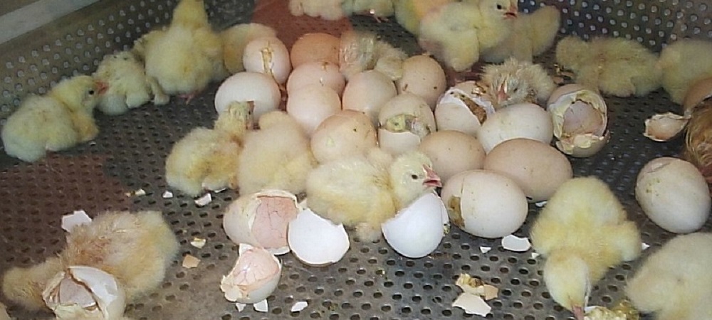 Incubação de pequenas quantidades de ovos na própria exploração