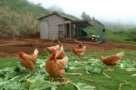AVISO - Declaração de Existência de Galinhas Poedeiras