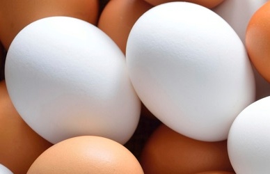 Novas regras para a comercialização de ovos na Região Autónoma da Madeira