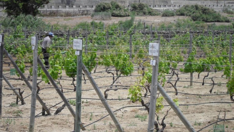 Técnicos do IVBAM dão apoio aos agricultores do Porto Santo