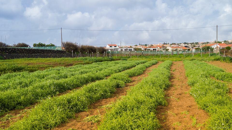 Gastronomia do Porto Santo com nova aposta