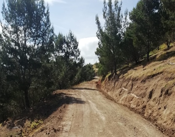 Arranjo Estrada Florestal Pico da Cabrita.