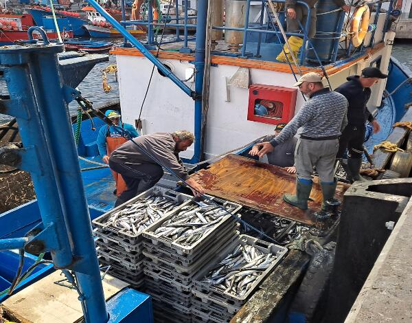 Isenção do pagamento de taxas nas lotas e entrepostos frigoríficos estende-se até junho e totaliza 750 mil euros