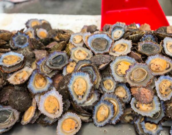 Pequenos apanhadores podem comercializar directamente até 100 quilos de lapas