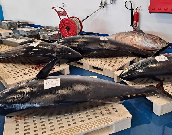Quota do atum rabilho (quase) a esgotar-se