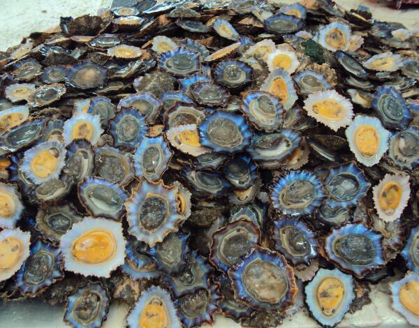 Lapas e caramujos com estudo científico inédito