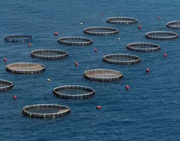 A Madeira não pode desperdiçar as condições "excepcionais" para desenvolver a aquacultura