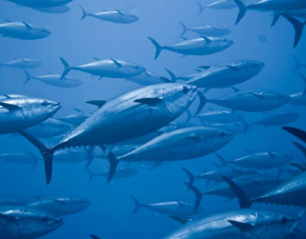 Madeira já conhece quotas para 2020