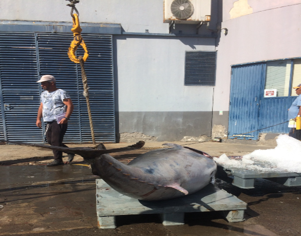 13 toneladas de atum rabilho descarregadas na lota 