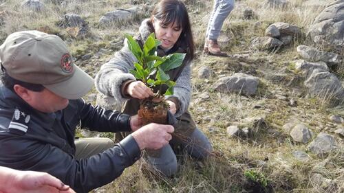  5 mil árvores plantadas no Chão das Galinhas em São Roque
