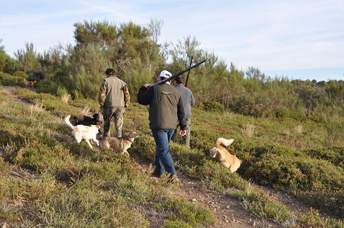 Época de caça na Madeira de 8 de outubro a 19 de novembro