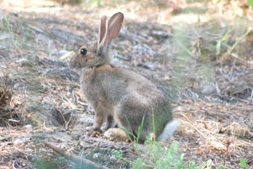  Ambiente prepara repovoamento de coelhos bravos no Porto Santo