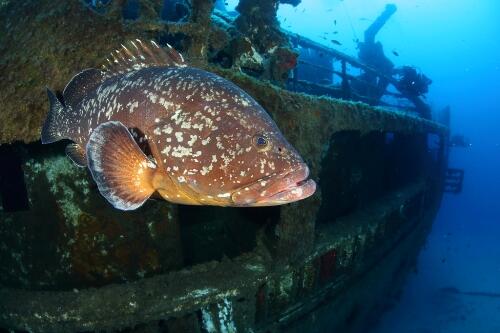 Madeira acolhe convenção internacional para a biodiversidade