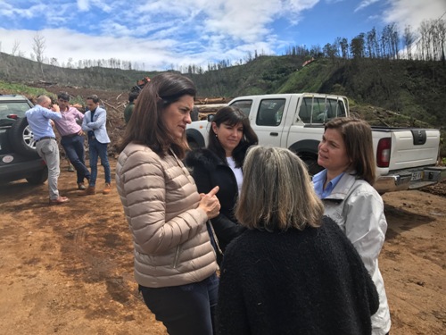 Governo aposta na reflorestação das serras do Funchal