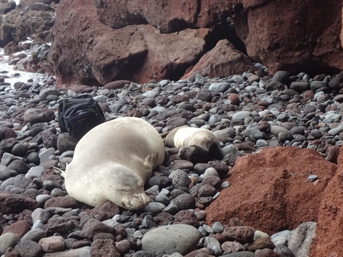 Nasceram mais dois lobos-marinhos nas Desertas