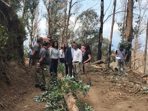 Governo já limpou 35 hectares de terreno ardido no Funchal