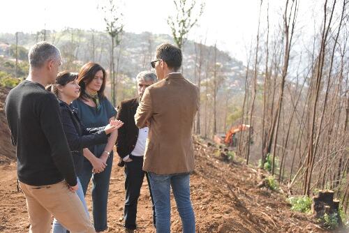Governo limpa 7,5hetctares de floresta ardida na Choupana