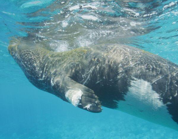 Lobo marinho ferido a ser seguido pelo IFCN