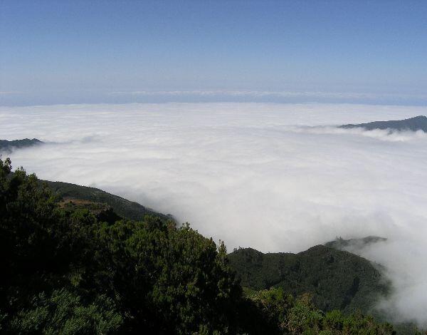 Floresta vital para o abastecimento de água 