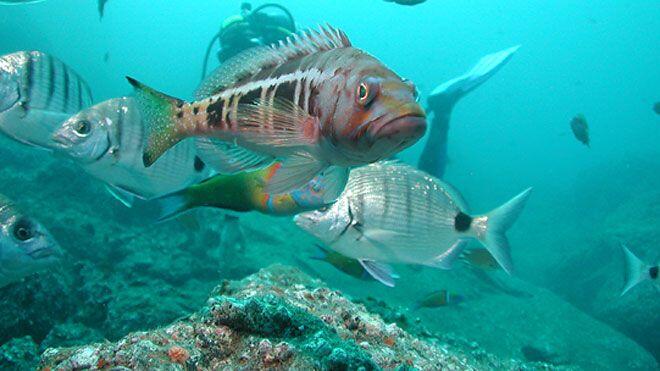 Corveta afundada no Porto Santo suscita muito interesse