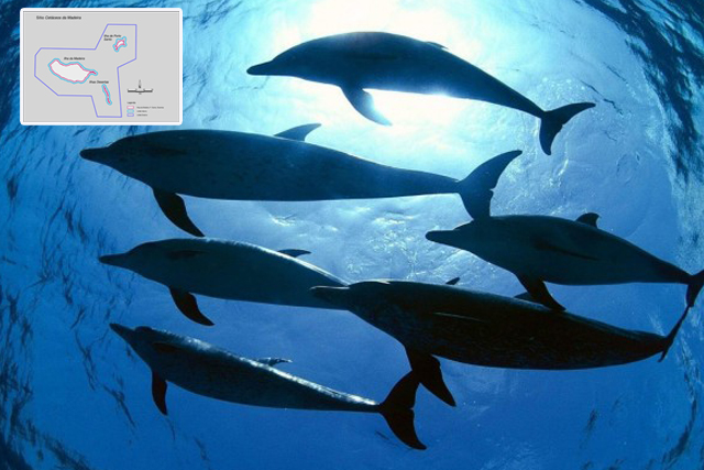 Governo cria área de proteção para cetáceos