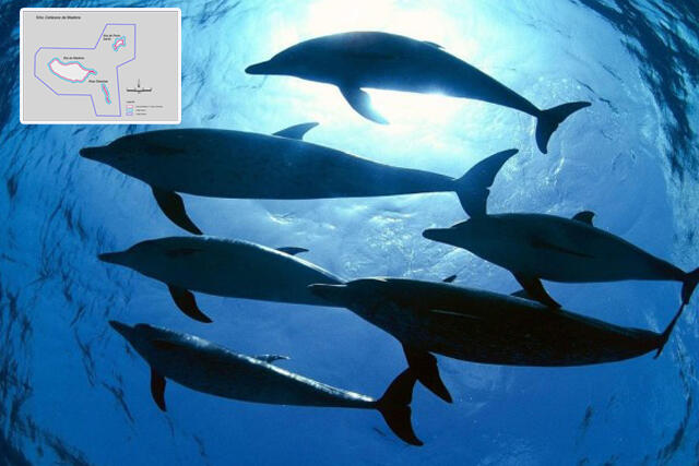 Governo cria área de proteção para cetáceos