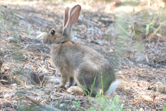 Surto de doença poderá estar a afetar Coelhos do Porto Santo