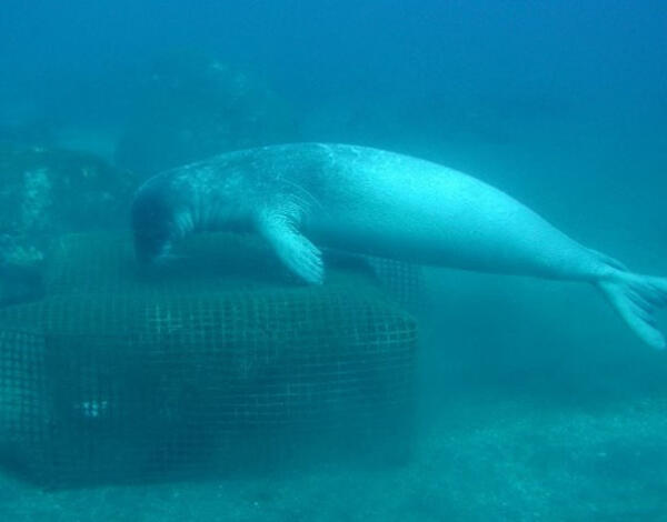 Covos proibidos nas Desertas para proteger Lobos Marinhos