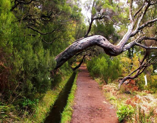 Regulamento do Concurso para Criação do Logótipo da Candidatura das Levadas da Madeira a Bem Patrimonial da UNESCO