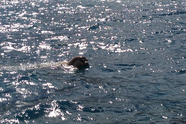 Lobos-marinhos avistados no Porto Santo