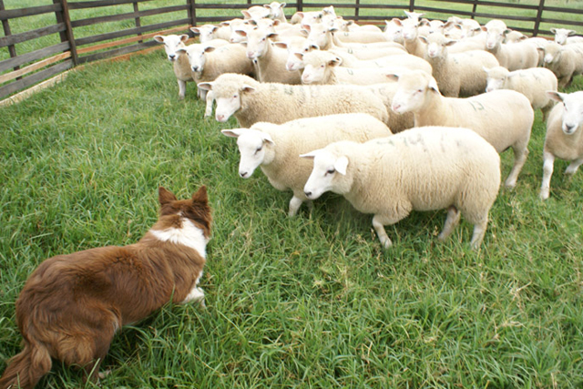 Governo define regras para pastoreio