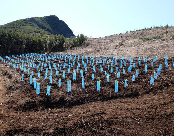 Mais de 110 mil árvores plantadas nas serras da Madeira