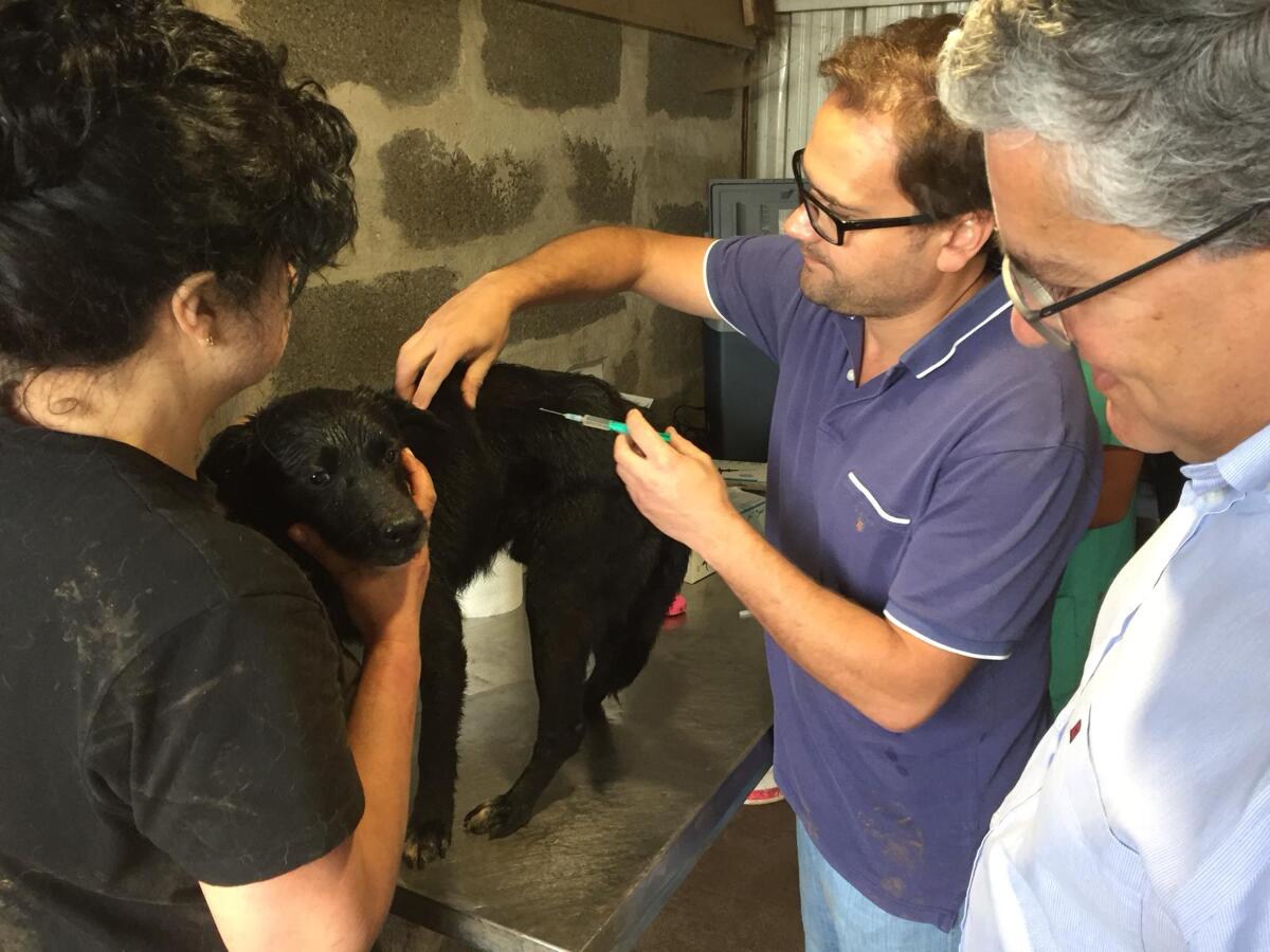 Governo Regional atento à causa animal