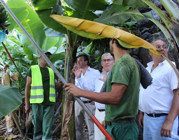 GESBA permitiu que o sector da banana continuasse a crescer durante a pandemia