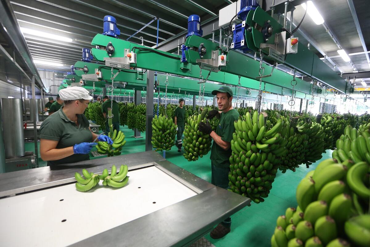 Produção de banana deixa antever ano recorde