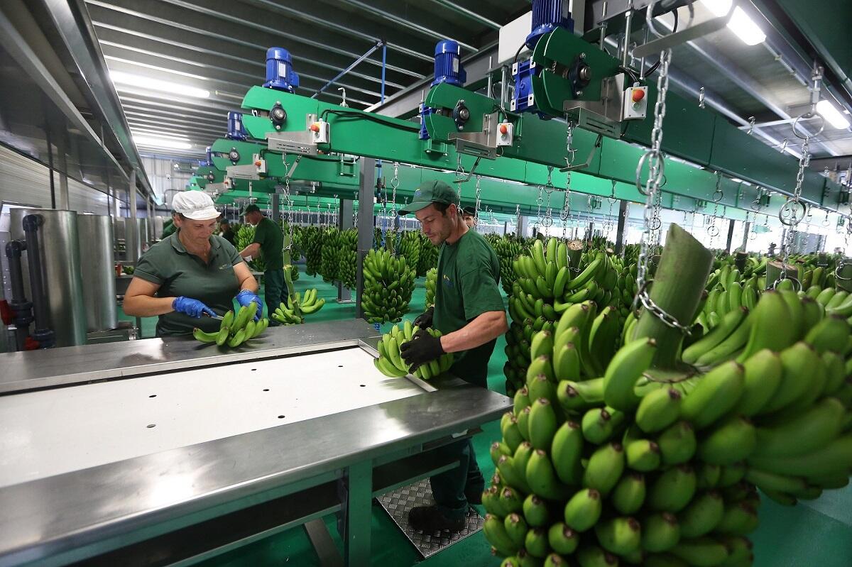 GESBA distribui 400 mil por bananicultores