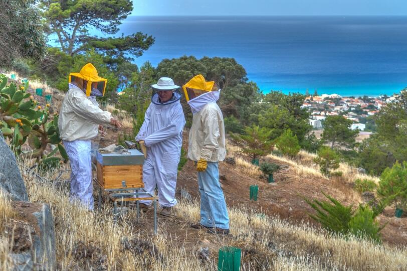 Governo Regional impulsiona apicultura no Porto Santo
