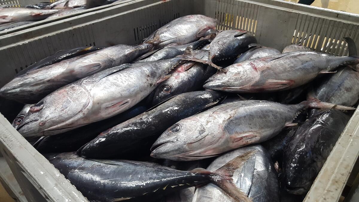 Madeira vê aumentada quota de atum rabilho