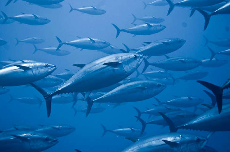 Região pede mais quota de atum Rabilho 