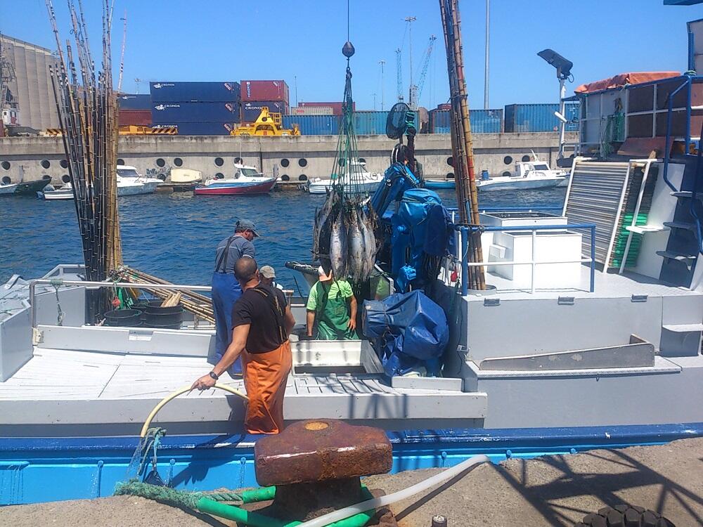 Inalteradas as quotas de pesca para os tunídeos