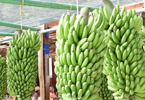 Aprovado produto para combater doença nas bananeiras
